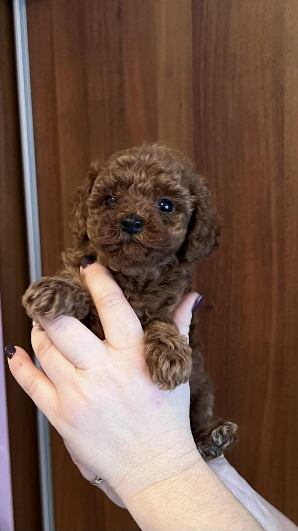 Roosha Toy Poodle Roosha Toy Poodle