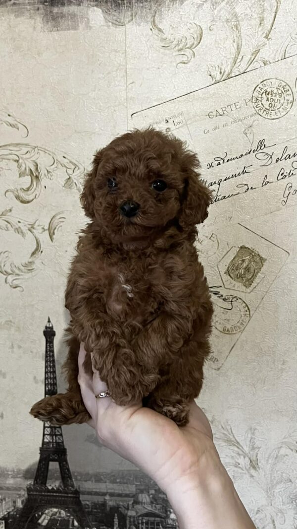 Roosha Toy Poodle Roosha Toy Poodle