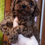 Roosha-female-Toy-Poodle-puppy-for-sale-3