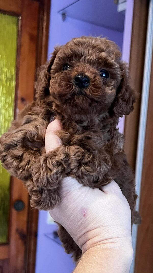 Roosha Toy Poodle Roosha Toy Poodle