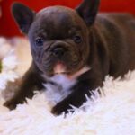 Rosha-female-French-Bulldog-puppy-for-sale-1