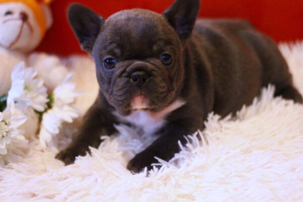Rosha French Bulldog Rosha French Bulldog