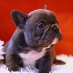 Rosha-female-French-Bulldog-puppy-for-sale-2