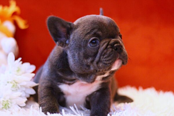 Rosha French Bulldog Rosha French Bulldog