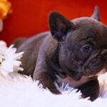 Rosha-female-French-Bulldog-puppy-for-sale-3