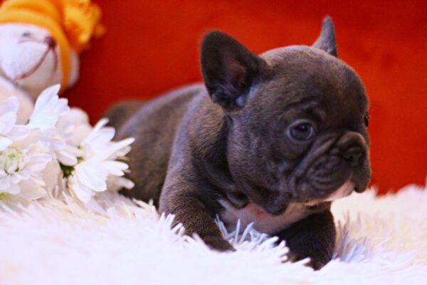 Rosha French Bulldog Rosha French Bulldog