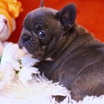 Rosha-female-French-Bulldog-puppy-for-sale-4