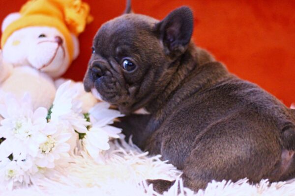 Rosha French Bulldog Rosha French Bulldog