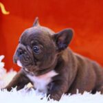 Rosha-female-French-Bulldog-puppy-for-sale-5