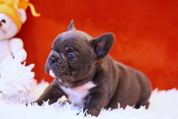 Rosha French Bulldog Rosha French Bulldog