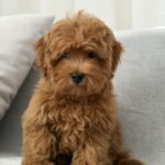 Rubin-male-maltipoo-puppy-for-sale-1 (1)