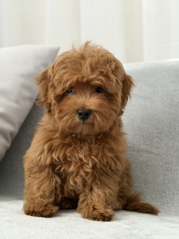 Rubin Maltipoo Rubin Maltipoo