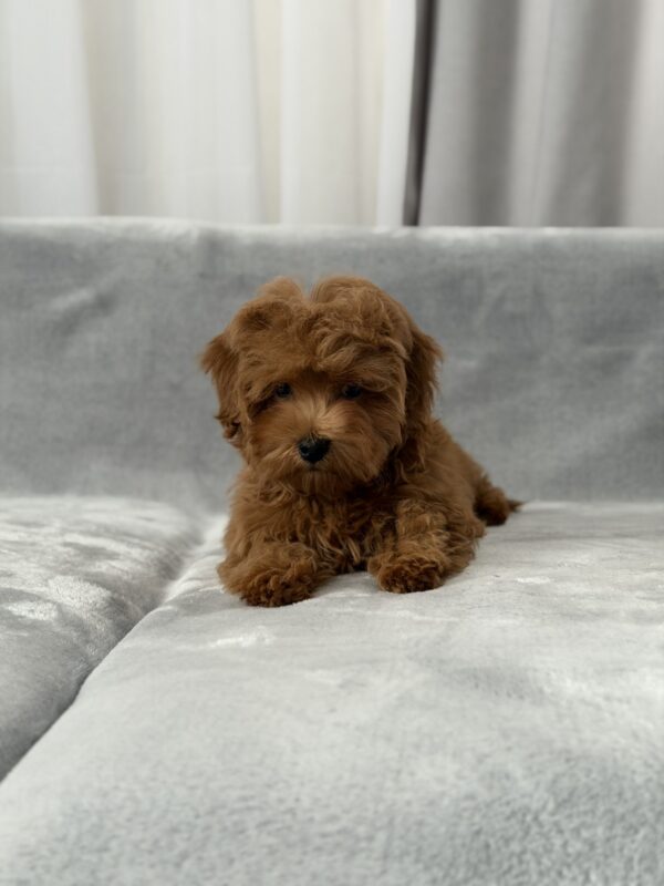 Rubin Maltipoo Rubin Maltipoo