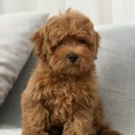 Rubin-male-maltipoo-puppy-for-sale-1 (4)