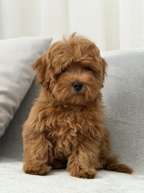 Rubin Maltipoo Rubin Maltipoo