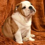 Rufus-male-english-bulldog-puppy-for-sale- (1)