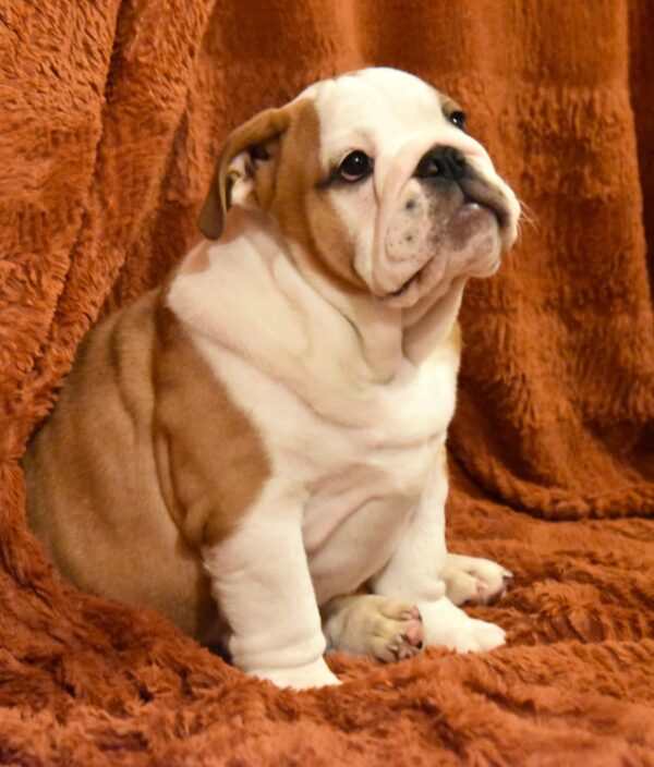 Rufus English Bulldog Rufus English Bulldog