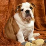 Rufus-male-english-bulldog-puppy-for-sale- (2)