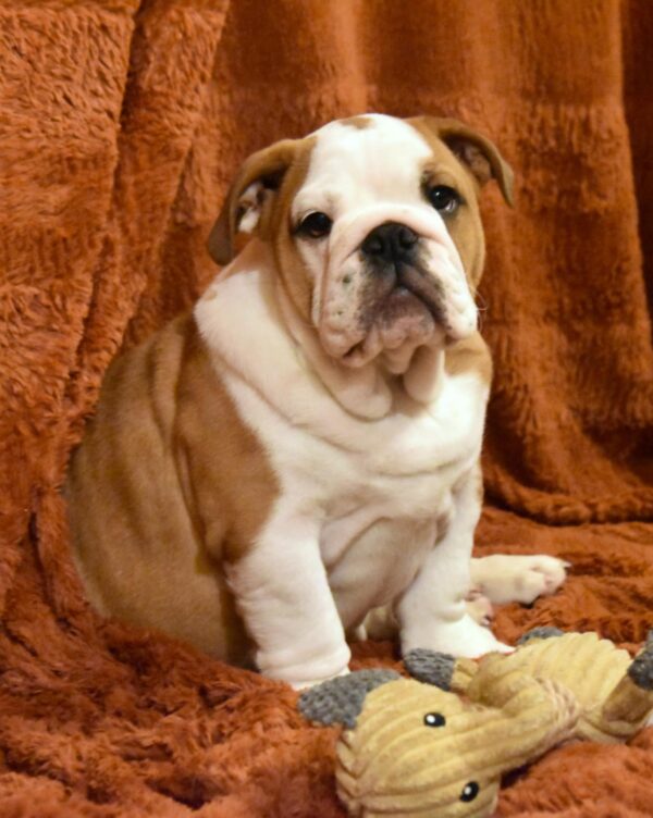 Rufus English Bulldog Rufus English Bulldog