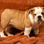 Rufus-male-english-bulldog-puppy-for-sale- (3)