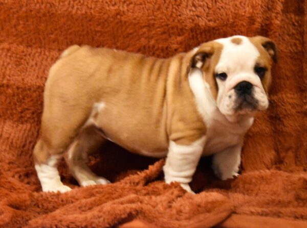 Rufus English Bulldog Rufus English Bulldog