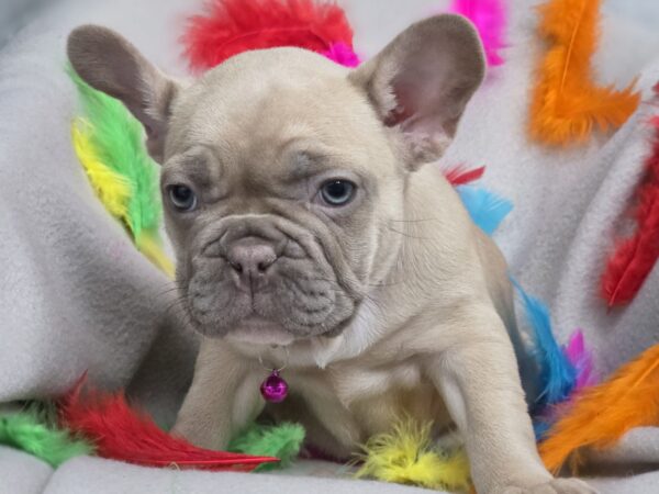 Ryzhinka French Bulldog Ryzhinka French Bulldog