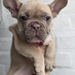 Ryzhinka-female-french-bulldog-puppy-for-sale-1 (2)