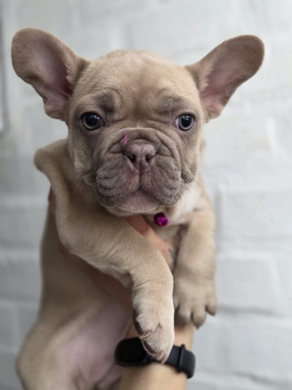 Ryzhinka French Bulldog Ryzhinka French Bulldog