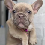 Ryzhinka-female-french-bulldog-puppy-for-sale-1 (3)