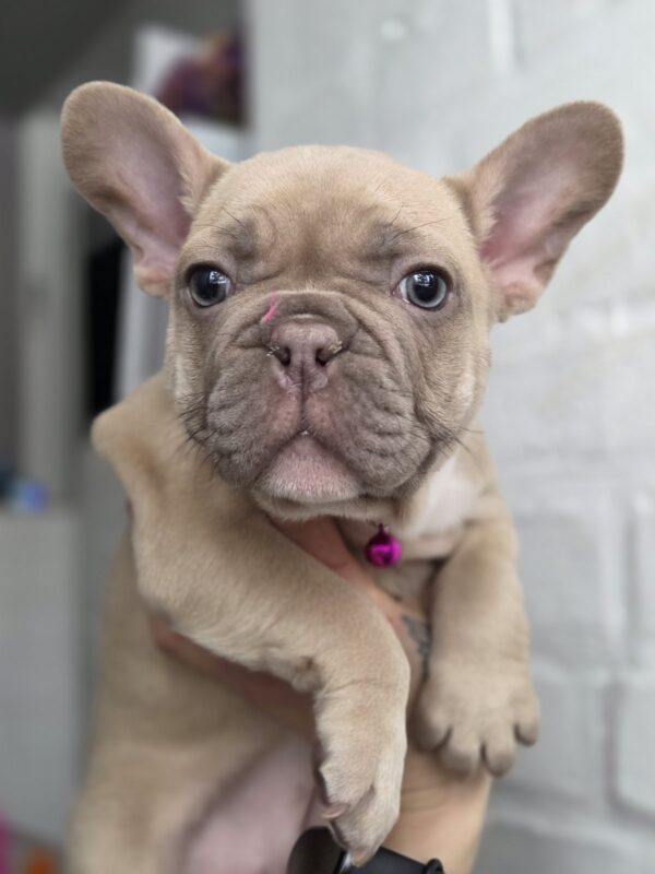 Ryzhinka French Bulldog Ryzhinka French Bulldog