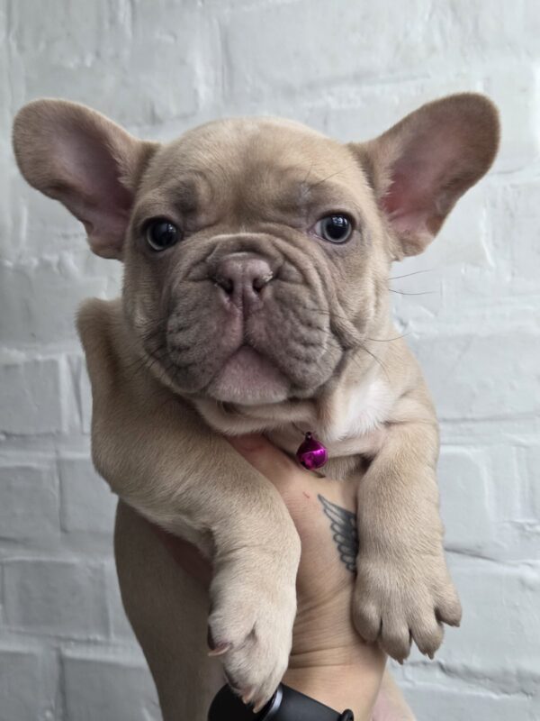 Ryzhinka French Bulldog Ryzhinka French Bulldog