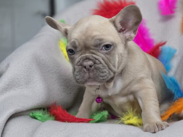 Ryzhinka French Bulldog Ryzhinka French Bulldog