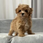 Saxon-male-maltipoo-puppy-for-sale-1 (1)