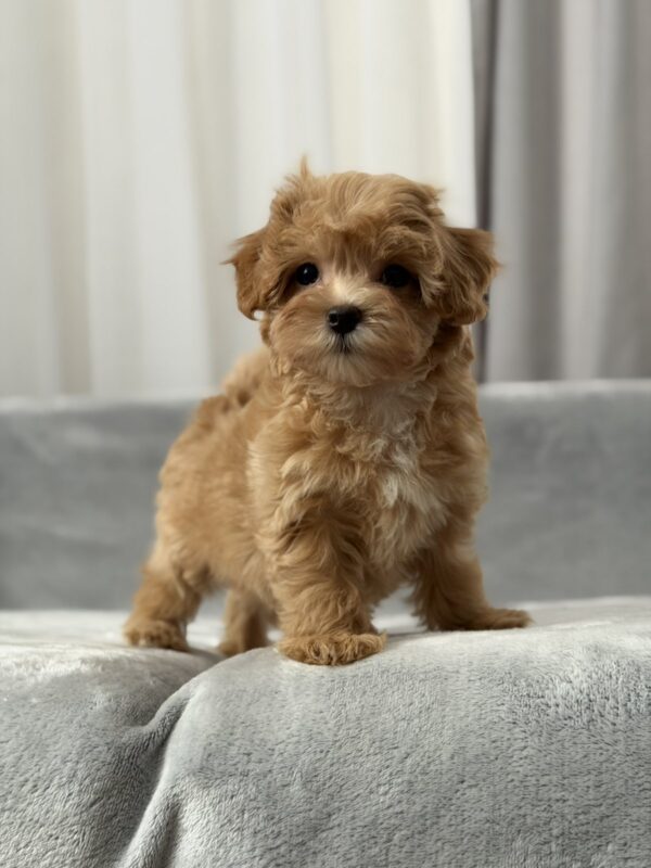 Saxon Maltipoo Saxon Maltipoo
