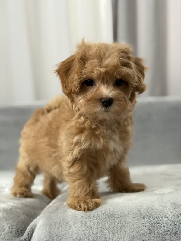 Saxon Maltipoo Saxon Maltipoo