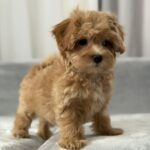 Saxon-male-maltipoo-puppy-for-sale-1 (3)