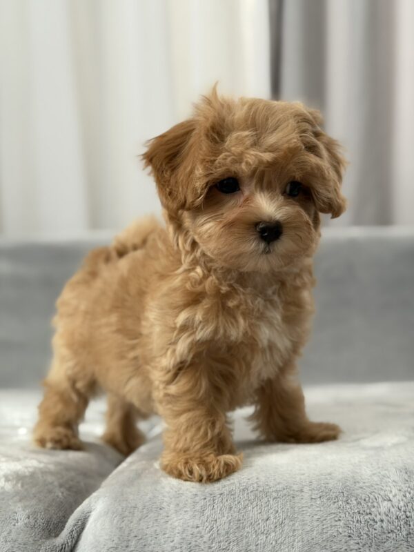 Saxon Maltipoo Saxon Maltipoo