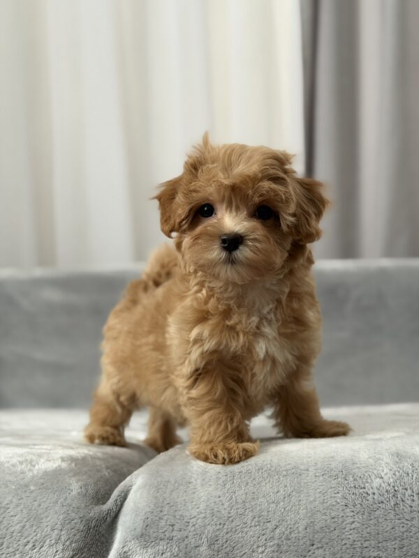 Saxon Maltipoo Saxon Maltipoo