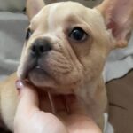 Shans-male-French-Bulldog-puppy-for-sale-1