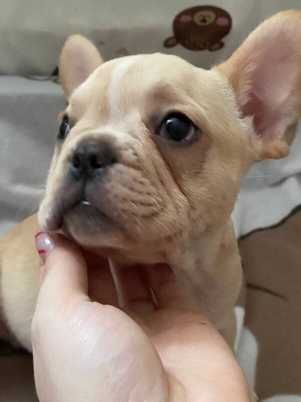 Shans French Bulldog Shans French Bulldog