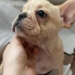 Shans-male-French-Bulldog-puppy-for-sale-2