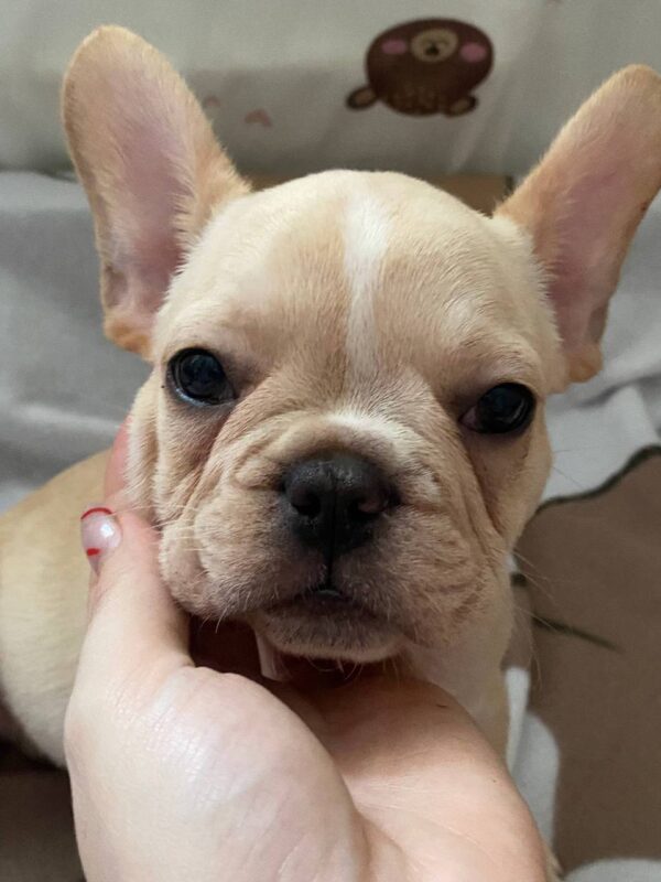Shans French Bulldog Shans French Bulldog