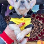 Shans-male-French-Bulldog-puppy-for-sale-4