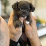 Simona-female-chihuahua-puppy-for-sale-1 (1)