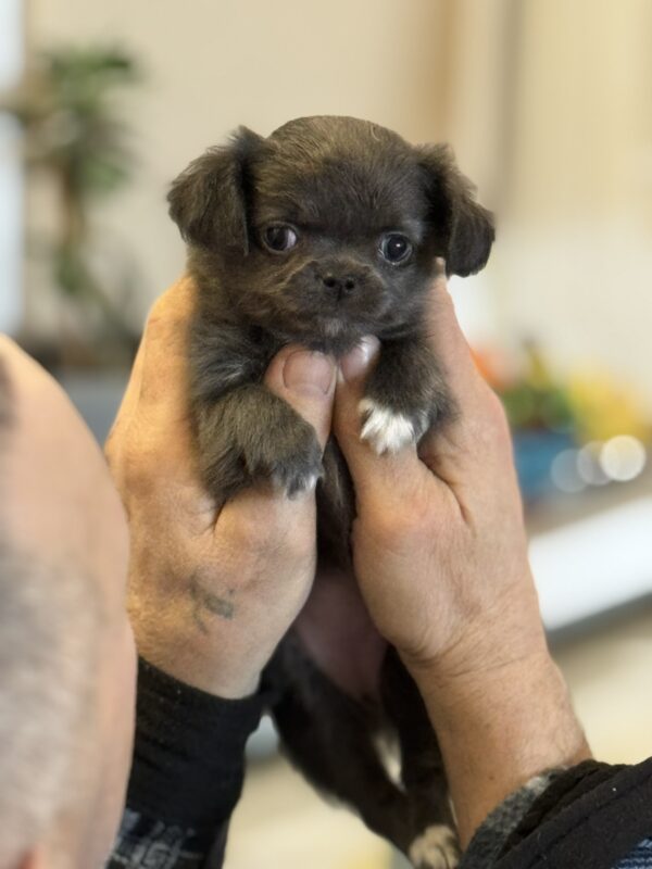 Simona Chihuahua Simona Chihuahua