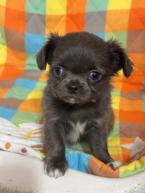 Simona Chihuahua Simona Chihuahua