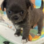 Simona-female-chihuahua-puppy-for-sale-1 (3)