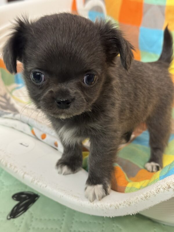 Simona Chihuahua Simona Chihuahua