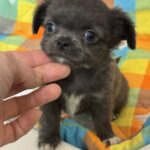 Simona-female-chihuahua-puppy-for-sale-1 (4)