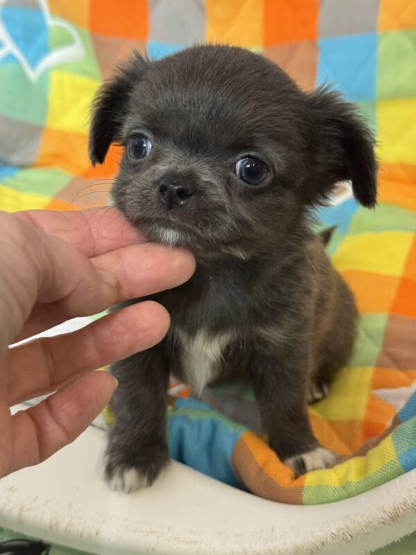 Simona Chihuahua Simona Chihuahua